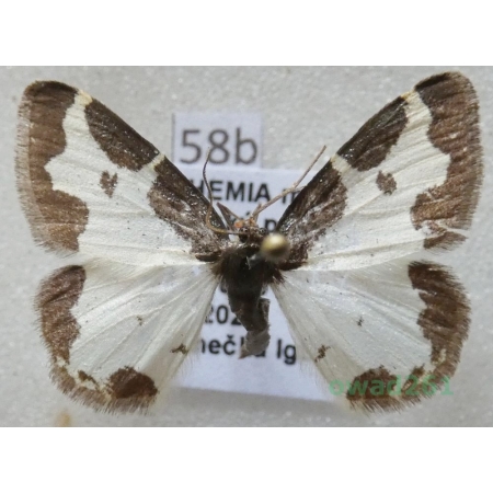 Lomaspilis marginata (Linnaeus, 1758) Czech58b